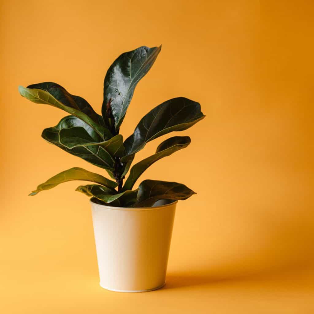 Houseplant in a pot against a yellow background